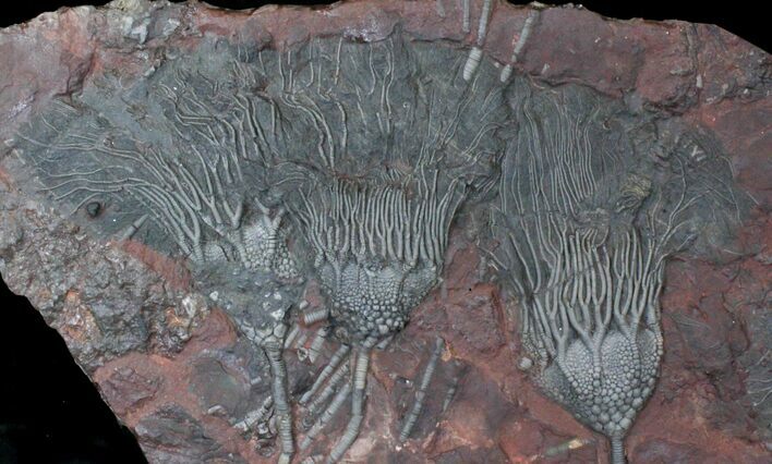 x Scyphocrinites Crinoid Plate - Morocco #22846